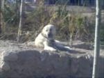 dernek �yesi han�mlar�n g�n toplant�s�...