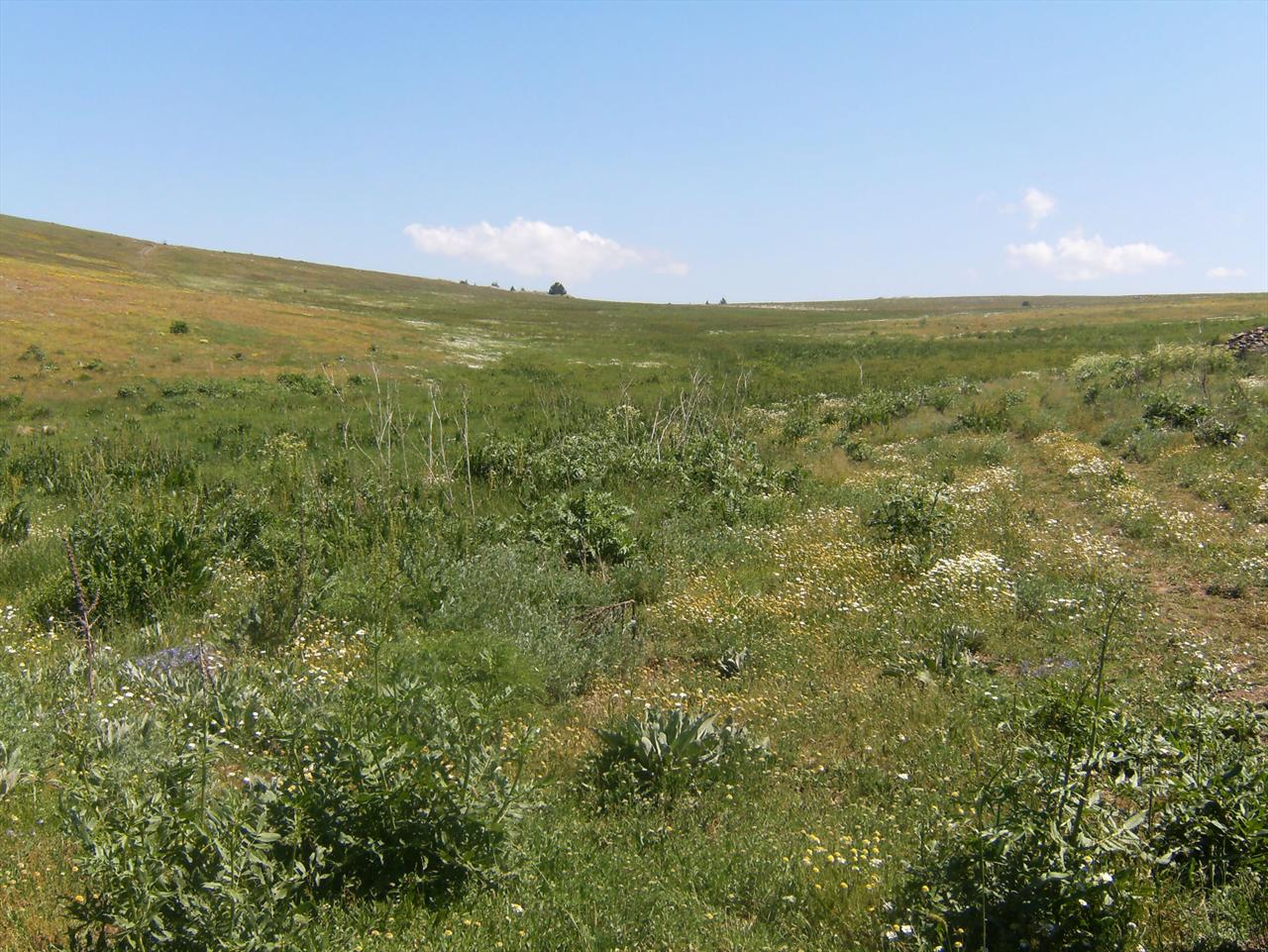 yayla (oba)...