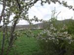 Bahar 2011...