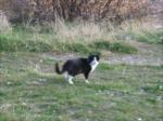KASIM 2010 KÖYÜN BEKÇ�S�...