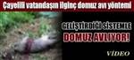 �ayelili vatanda��n domuz av� y�ntemi