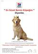 7.Geleneksel K�pek G�zellik Yar��mas� 