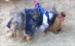 Çakl�t, Sezen Karakaya'n�n Yorkshire Terrier......