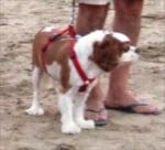 Tobi, Ali ve Serpil Esen�in King Charles k�pe�i, 2. kategori...