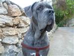 Luna Cane Corso 17/08/2010...