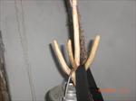 k�y icad� �ok ama�l� ask�l�k