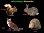 YIRTICI VE KEM�RGENLER...