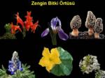 B�TK� VE MANTAR...