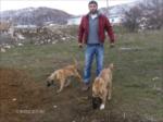 Ba�l�k Yok...