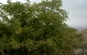 Ba�l�k Yok...