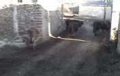 �OBAN KADINLAR...