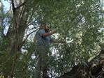 CEMAL  KA� S�G�T  AGACI...