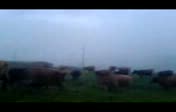 yayla 2...