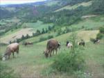 Il�cak...